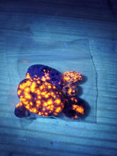 Load image into Gallery viewer, Mini Yooperlites Glow Bag - 0.5 ounce bag of Mini Yooperlites