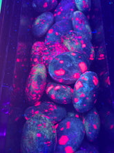 Load image into Gallery viewer, Ruby in Fuschite Palm Stone