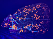 Load image into Gallery viewer, X-Large Yooperlites Dragon Carving zuni