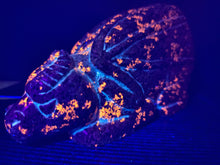 Load image into Gallery viewer, X-Large Yooperlites Dragon Carving zuni