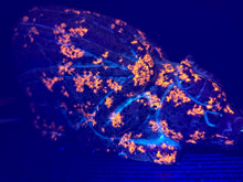 Load image into Gallery viewer, X-Large Yooperlites Dragon Carving zuni